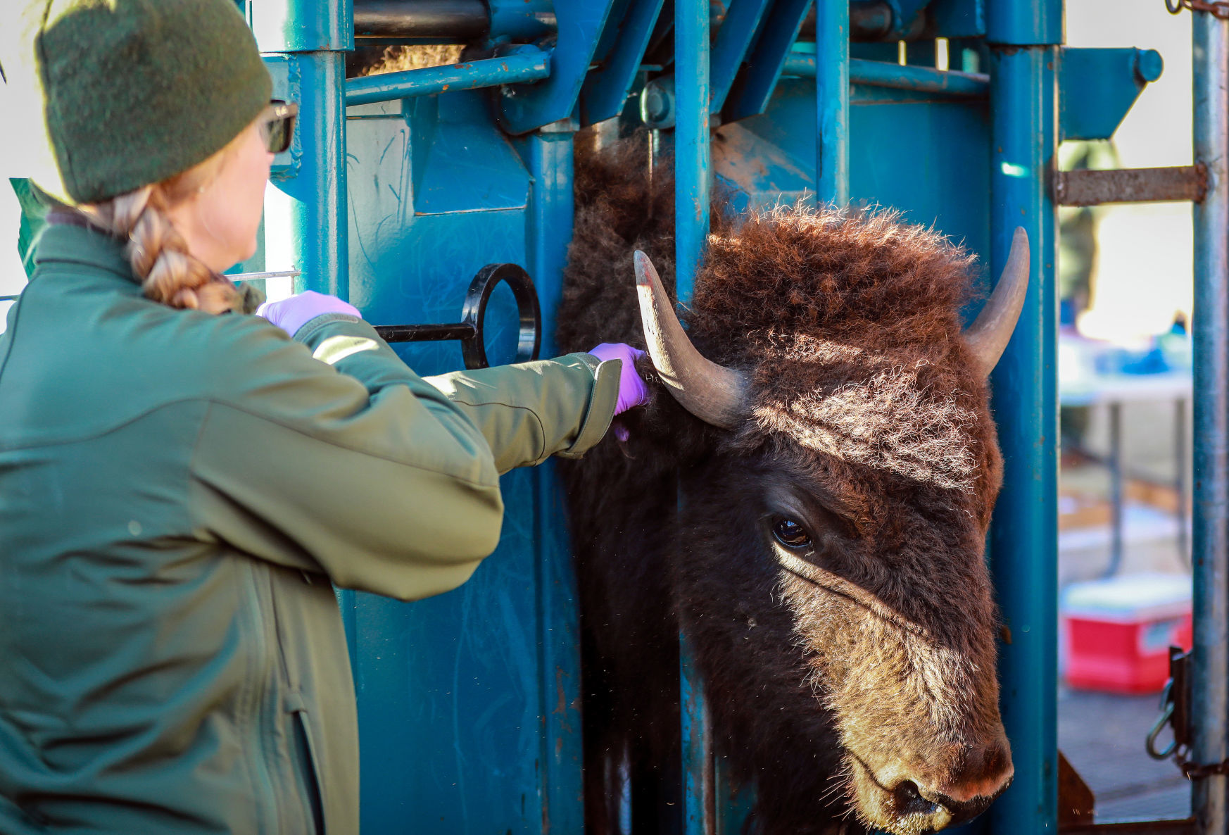 Bison Round Up and Wind Cave National Park